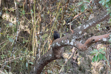 Common blackbird, turdus merula, young male standing on a tree branch