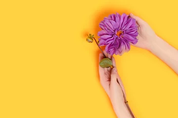 Küchenrückwand glas motiv Female hands hold dahlia flower on a yellow background. Springtime purity concept with copyspace. © rorygezfresh
