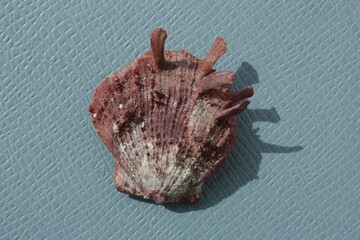 Seashell of bivalve mollusc American thorny oyster or Atlantic thorny oyster (Spondylus americanus) on a blue background. Place of find: Atlantic Ocean, Cuba, Varadero © Alexey