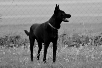 Photo of black dog in grayscale