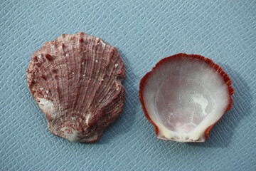 Seashell of bivalve mollusc American thorny oyster or Atlantic thorny oyster (Spondylus americanus) on a blue background. Place of find: Atlantic Ocean, Cuba, Varadero © Alexey