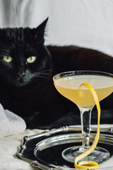 Black cat louning with Bee's Knees cocktail