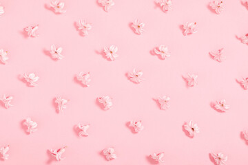 Flowers composition of pink flowers. Floral pattern on pastel pink background. Spring background. Flat lay, top view, copy space