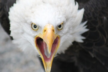 oiseau