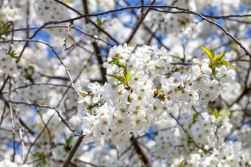 Blossoming branch of an apple tree against the backdrop of a spring garden in blur.