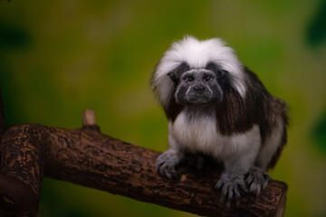 Closeup shot of a cotton-top tamarin monkey sitting on a tree branch on the blurry background - Powered by Adobe