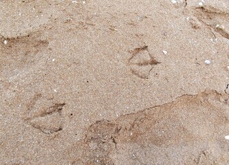 Seagull footprints on red sand. Macro gull tracks on the beach. Close-up larine bird traces.