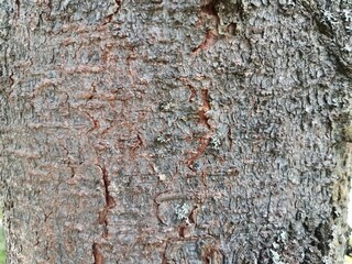 Rough texture of natural large tree bark