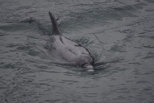 Dolphin in Svendborg harbor on the Danish island of Fynen.