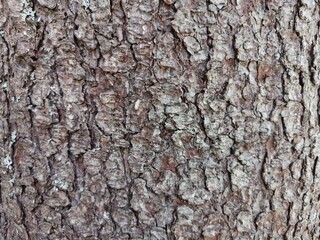 close-up texture of the bark of an old fir tree