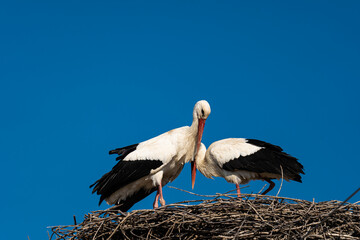 Pair of white storks (Ciconia ciconia) on a nest against the cloudless sky