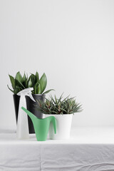 Growing houseplant in a flowerpot  on a white background
