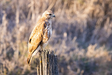 A Common buzzard (Buteo buteo) Perched. It is a medium-to-large bird of prey which has a large...