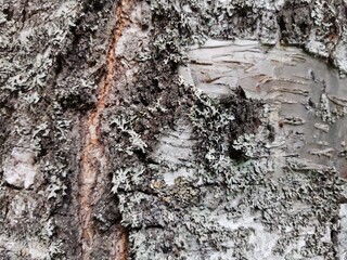 Rough texture of natural large tree bark