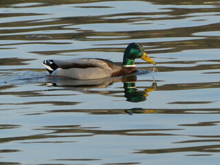 Fototapeta premium Male mallard duck swimming in the water with reflection