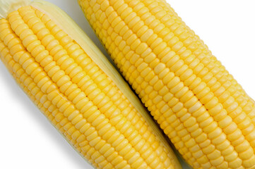 Fresh corn with green leaves. raw organic fresh yellow corn on cobs on a white background. top view 