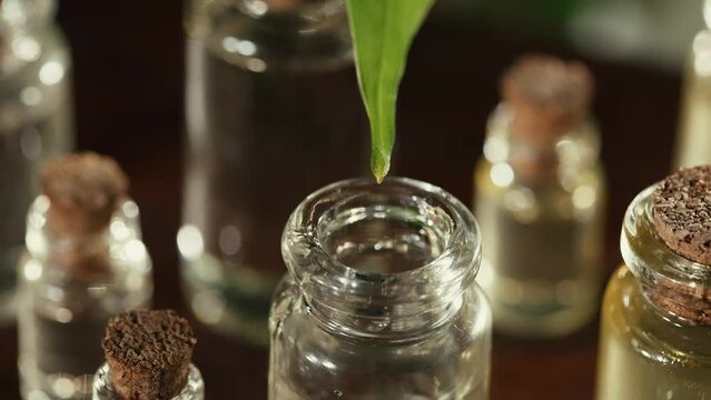 Herbal essence. Alternative healthy medicine