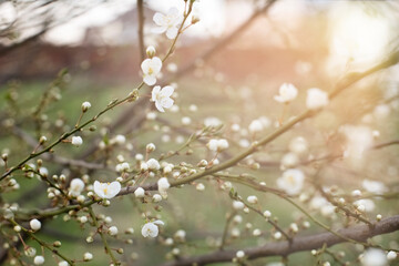 Twigs of a flowering tree with white flowers in the sun. Spring sunny background with white flowers.