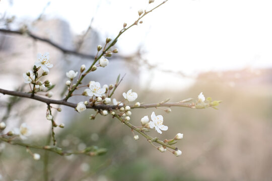 Branch of a flowering tree with small white flowers and buds and copy space.