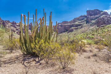 Organ Pipe National Monument with Opuntias and Saguaros, Arizona USA