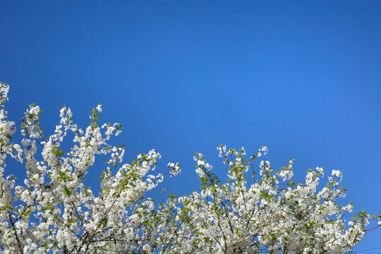 Blue bright sky with white flowers in the background. Blue sky without clouds with copy space.
