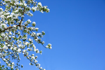 Blooming tree against the blue sky with copy space. Beautiful, bright postcard with space for text or congratulations.