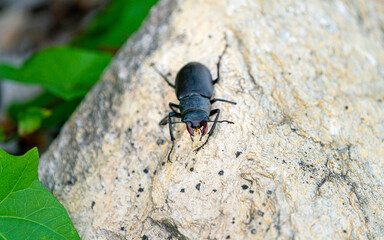 A black stag beetle on a big white rock and a green plant next to it
