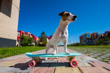 Jack russell terrier dog rides a skateboard outdoors on a hot summer day.