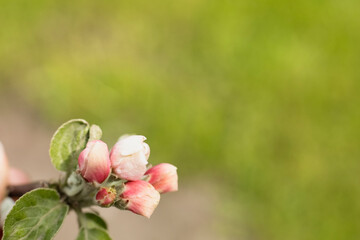 Pink flowers and buds of an apple tree on a green spring background with green leaves on a twig and copy space. Spring concept. Tree branch with blooming flowers and buds