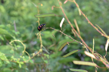 Orange bristle beetle sitting on stem.The orange strips on the black body are giving beauty to the insects. beautiful natural green background. lovely view.