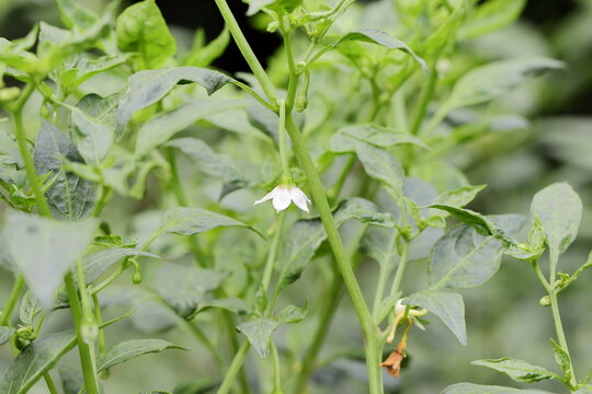 White colored flowers blooming on chilli crop