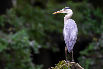 Photo of Grey heron on branch