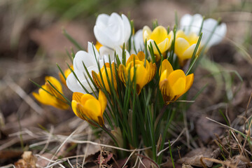 White spring crocuses in the early morning outdoors. The first spring flowers against the backdrop of periwinkle foliage.