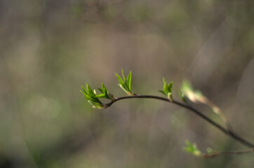 wiosenne listki na drzewie