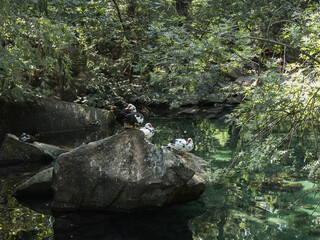 Black and white ducks clean their feathers and sit on a huge stone in a mountain pond. Wild ducks swim in the pond. Water birds. Around the forest. Duck family. red beak