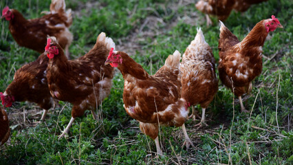 Free range egg Layer chickens