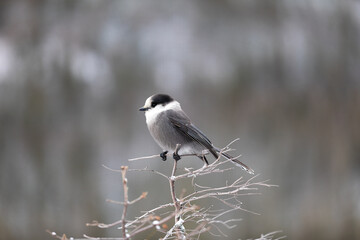 black capped kingfisher