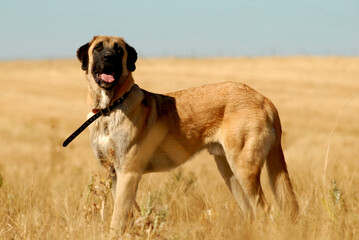 Perro en protectora de animales