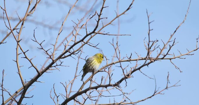 Eurasian siskin or Spinus spinus bird close up