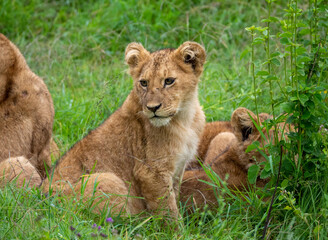 Beautiful shot of a group of Asiatic lions laying on in green grass in Tanzania Safari