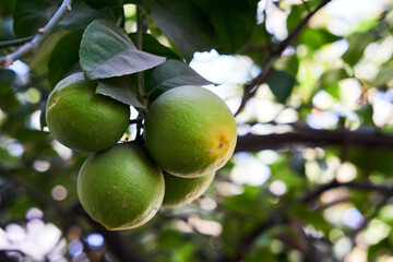 group of Lemon on tree