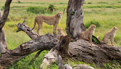 Closeup shot of Acinonyx jubatus raineyii animals laying on raw trees branches in Tanzania Safari