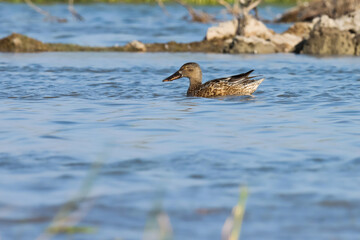 duck on the water. Duck at river. Water bird.