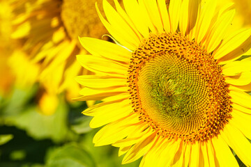 Obraz premium Blooming yellow sunflower