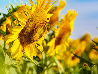 Honey bee collecting pollen at yellow flower.