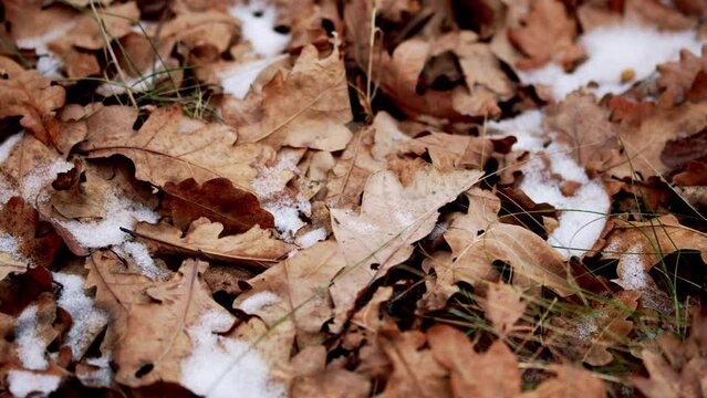 Bright dry orange brown oak leaves on ground covered of white snowflakes. Pan.