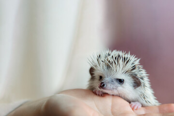 Girl holds cute hedgehog in her hands. Portrait of pretty curious muzzle of animal. Favorite pets....