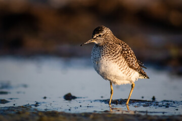 Wood sandpiper (Tringa glareola) at dawn, close-up