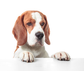 Beagle isolated on a white background.
