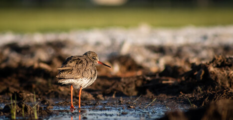 Common redshank (Tringa totanus) foraging